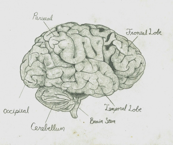 Amazing Brain Pencil Drawing Lessons Pencil Drawing Of A Brain By Trevor Sim | Art By Trevor Sim In 2019 Image