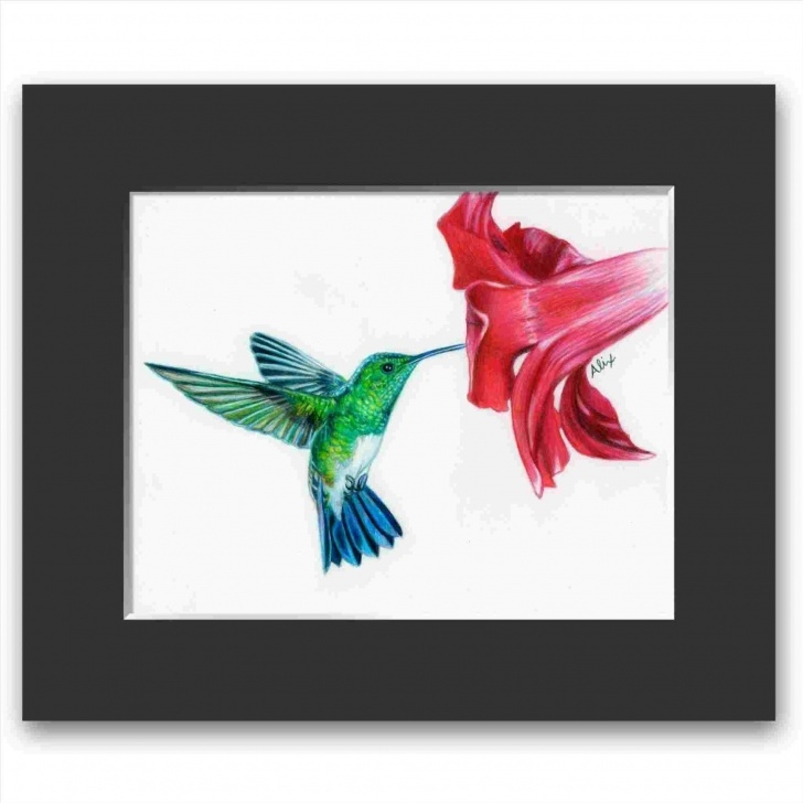 Amazing Hummingbird Drawings In Pencil Ideas Colored Pencil Hummingbird Drawing Image