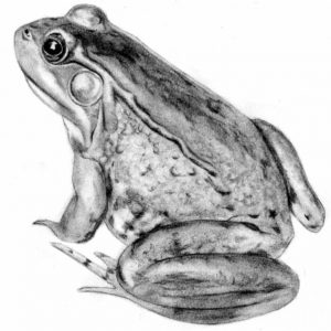 Pencil Sketch Of Frog