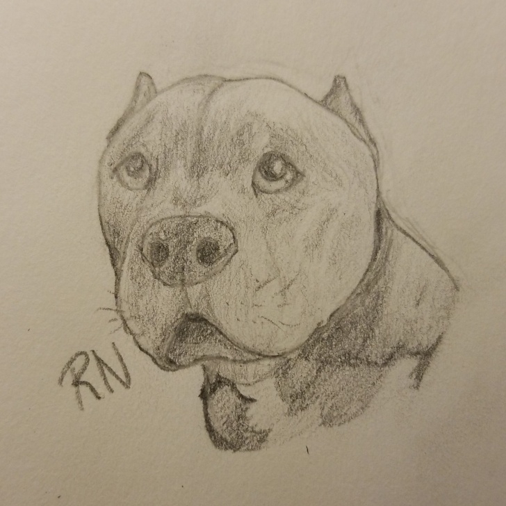 Amazing Pitbull Drawings In Pencil Tutorials Pencil Drawing Pitbull ...