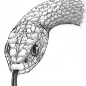 Snake Drawings In Pencil