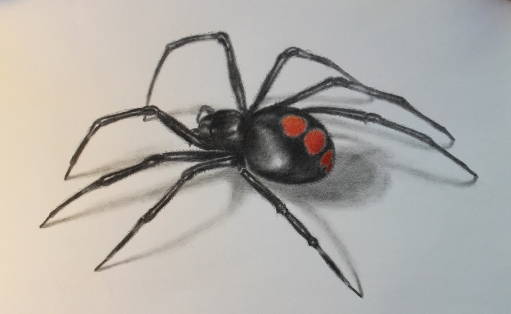 Amazing Spider Pencil Drawing Free Spider Pencil Drawing At Paintingvalley | Explore Collection Of Photo