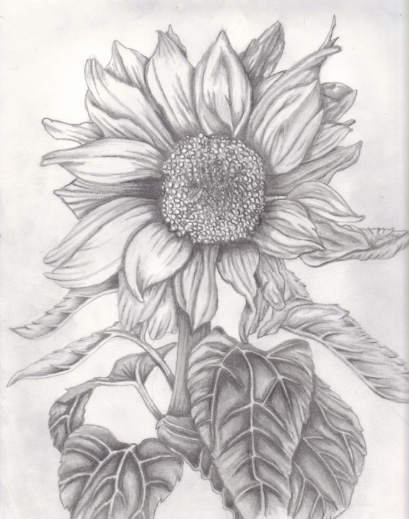 Amazing Sunflower Pencil Drawing Tutorials Sunflower Pencil Sketch At Paintingvalley | Explore Collection Photos