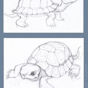 Tortoise Pencil Drawing