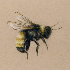 Bee Pencil Drawing