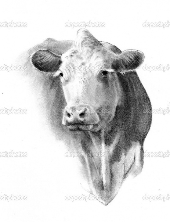 Awesome Cow Pencil Drawing Techniques Pencil Drawing Of A Cow Head | F A R M - Cows In 2019 | Cow Drawing Pic