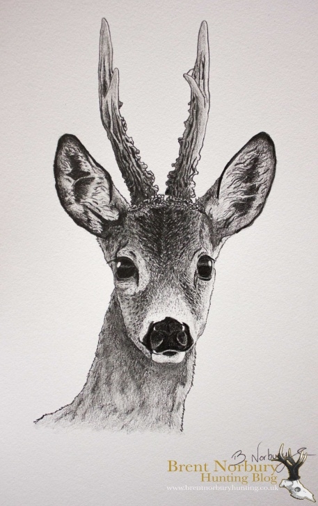 Awesome Deer Pencil Sketch Simple Deer Face Sketch At Paintingvalley | Explore Collection Of Deer Photos