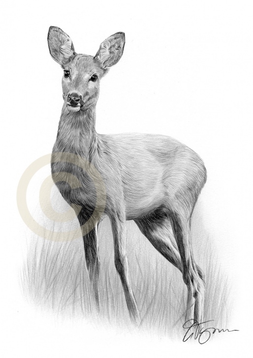 Awesome Deer Pencil Sketch Step by Step Mule Deer Pencil Sketch And Deer Drawings Pencil - Melo.yogawithjo Picture