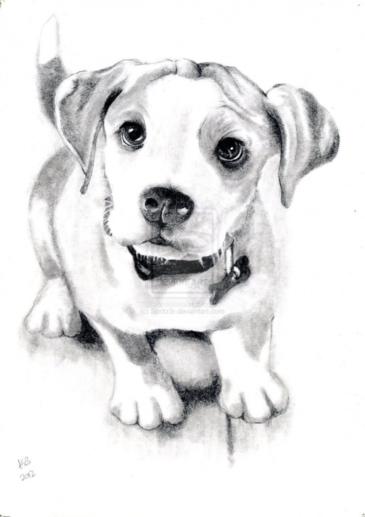 Awesome Dog Pencil Art Tutorials Dog Sketch By Spritz3R.deviantart On @deviantart | Dog Portraits Photo