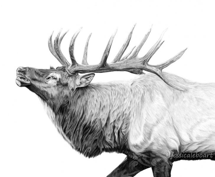 Awesome Elk Pencil Drawings Simple Graphite Drawings | Graphite Pencil Drawings | Graphite Drawings Pics