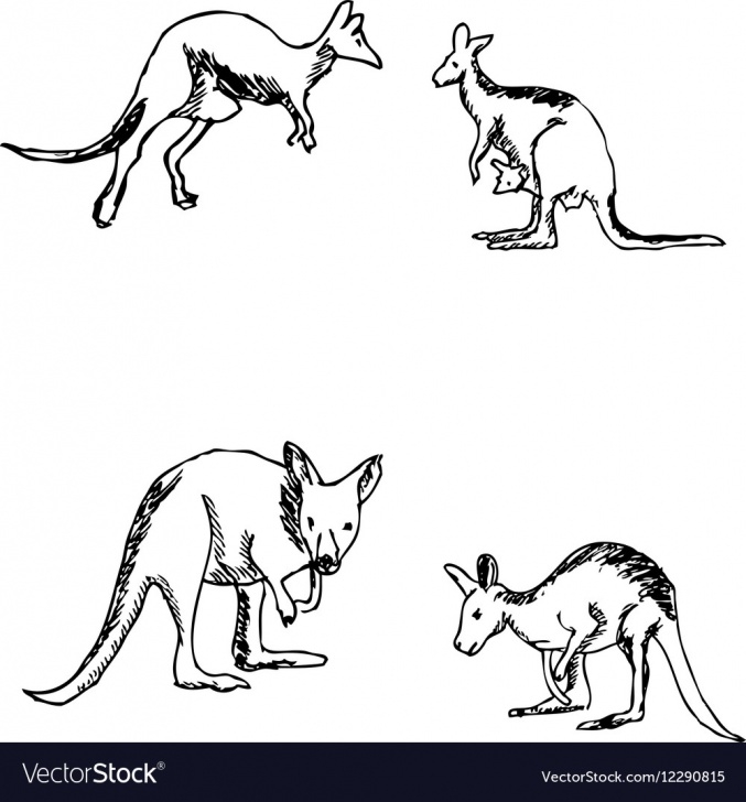Awesome Kangaroo Pencil Drawing Step by Step Kangaroo Sketch Drawing And Kangaroo A Sketchhand Pencil Drawing Pics
