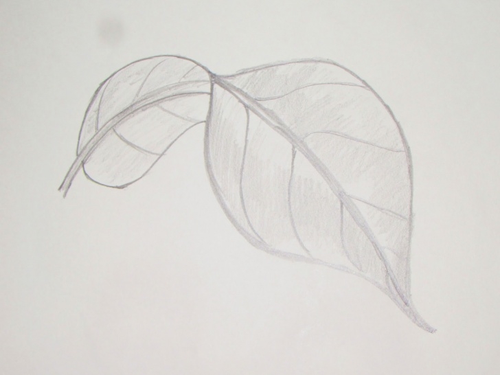 Awesome Leaf Drawings In Pencil Tutorial Leaf Drawings In Pencil At Paintingvalley | Explore Collection Photos