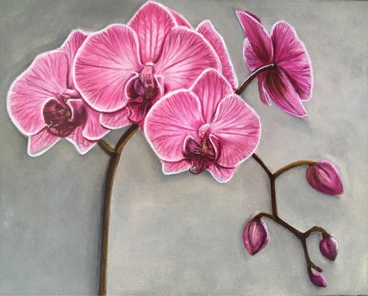 Awesome Orchid Pencil Drawing Tutorials Original 8X10" Orchid Colour Pencil Drawing In 2019 | סחלב | Orchid Photos
