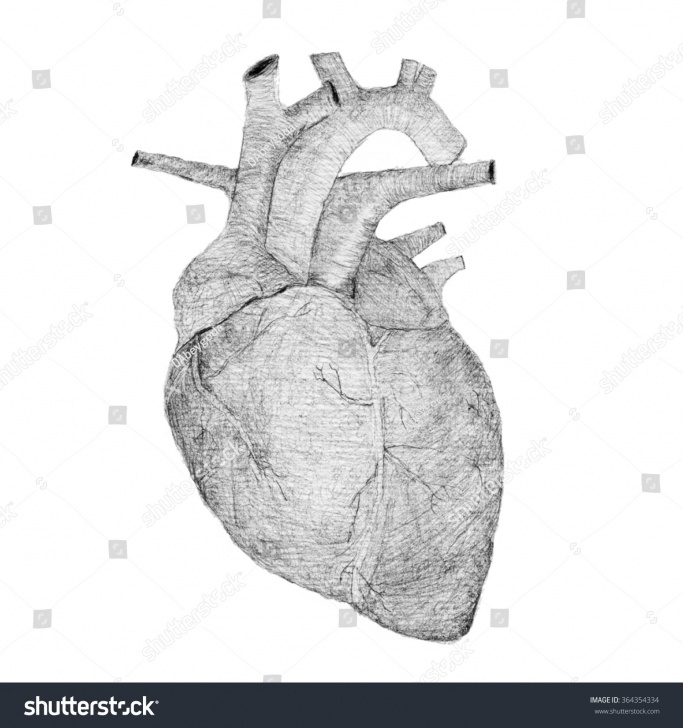 Awesome Pencil Sketch Of Human Heart Techniques Black White Pencil Sketch Human Heart Stock Illustration 364354334 Pic