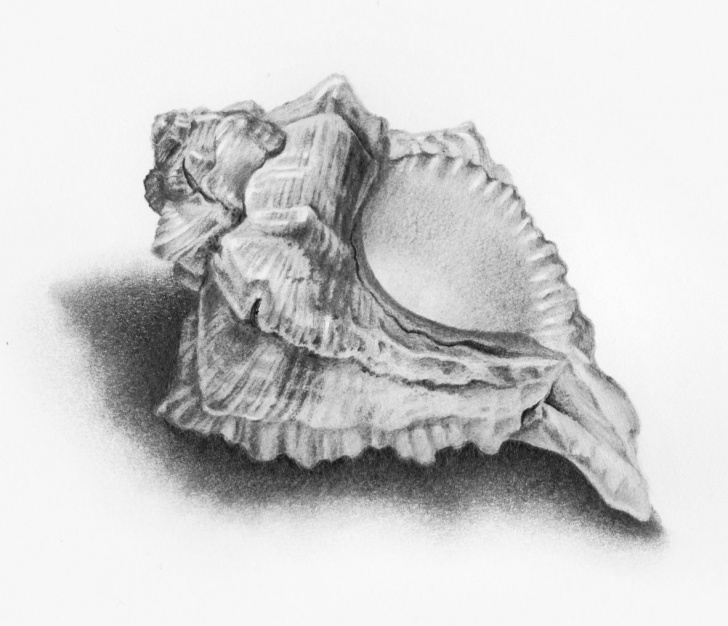 Awesome Seashell Pencil Drawing Tutorials Shells Drawings - Google Search | Ap Art Ideas In 2019 | Shell Photo