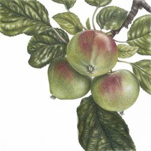 Ann Swan Botanical Artist