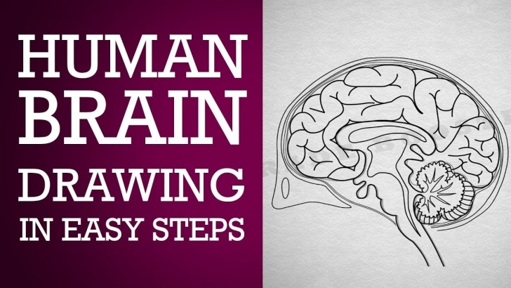 Best Brain Pencil Drawing Lessons How To Draw Human Brain Step By Step :control & Coordination| Ncert Class 10 | Cbse Biology| Science Pic