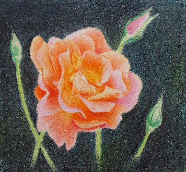 Best Colored Pencil Flower Drawings for Beginners How To Draw A Rose With Colored Pencils — Online Art Lessons Photos