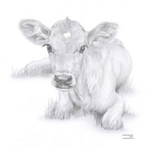 Cow And Calf Pencil Drawing