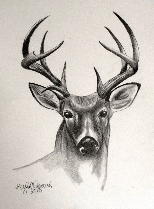 Best Deer Pencil Sketch Ideas Deer Sketches - Bing Images | Deer Sketches | Pencil Drawings Images