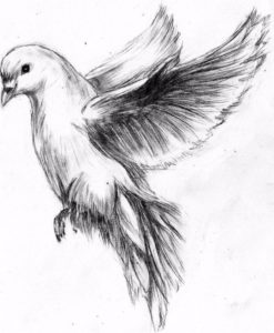 Best Dove Drawings Pencil Tutorial Flying Dove Pencil Drawing - Google Search … | Birds | Drawi… Photos