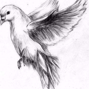 Dove Drawings Pencil