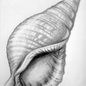 Drawings Of Shells In Pencil
