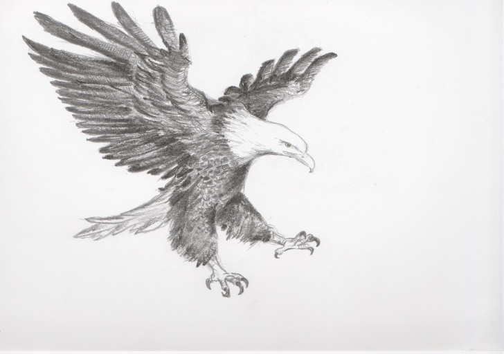 Best Eagle Pencil Art Tutorial Eagle Pencil Sketch At Paintingvalley | Explore Collection Of Pics