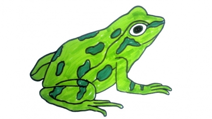 Best Frog Pencil Sketch Simple How To Draw A Frog | Easy Step By Step Drawing For Kids | Children Drawing And Coloring Pics