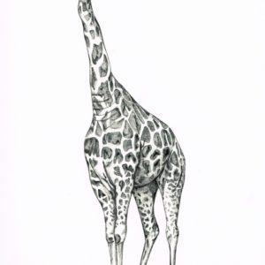 Giraffe Pencil Sketch