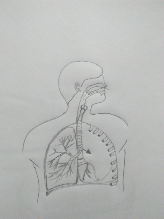 Best Kidney Pencil Drawing Free My Pencil Drawing — Steemit Images