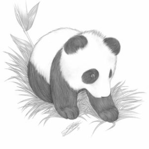 Panda Pencil Sketch