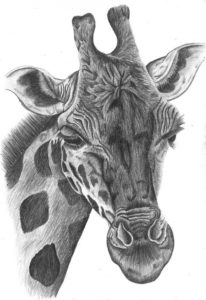 Best Pencil Art Animals for Beginners Pencil Drawings Of Animals | Pencil Drawing By Bethany Grace Image