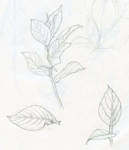 Best Plant Pencil Drawing Techniques for Beginners Plant Pencil Line Drawing - Google Search | How To Draw Realistic Photos