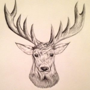 Reindeer Pencil Drawing