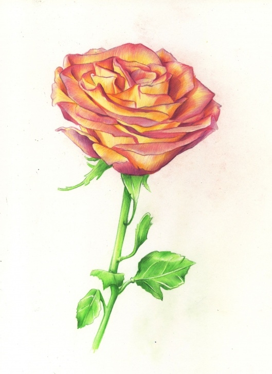Best Rose Color Pencil Drawing Easy Drawing Roses In Graphite Pencil And Colored Pencil | ♥️art Image