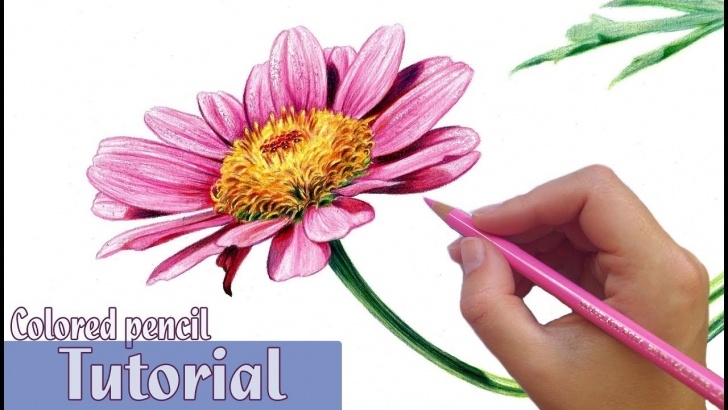 Best Shading Flowers With Colored Pencil Courses How To Draw And Shade A Flower In Colored Pencil Picture