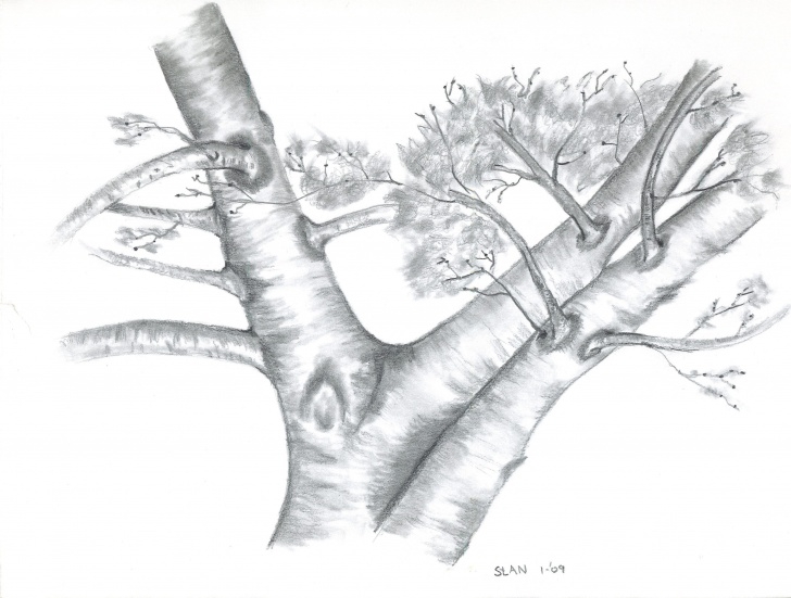 Best Tree Pencil Drawing Easy Stan Dzoga, Apple Tree Photo