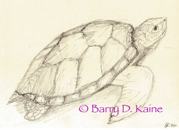 Best Turtle Pencil Drawing Tutorial Sea Turtle Pencil Drawing 680 Print | Sketch Ideas | Pencil Drawings Image