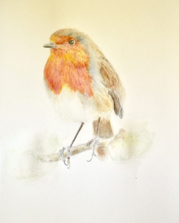 Best Watercolor And Colored Pencil Illustration Step by Step Robin By Paintings By Lak | Watercolor, Colored Pencil, And Acrylic Pictures