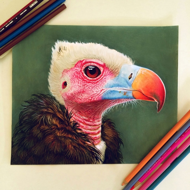 Excellent Animal Colored Pencil Drawings for Beginners 22-Year-Old Artist Creates Hyper-Realistic Pencil Drawings Bursting Photo
