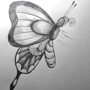 Butterfly Pencil Sketch