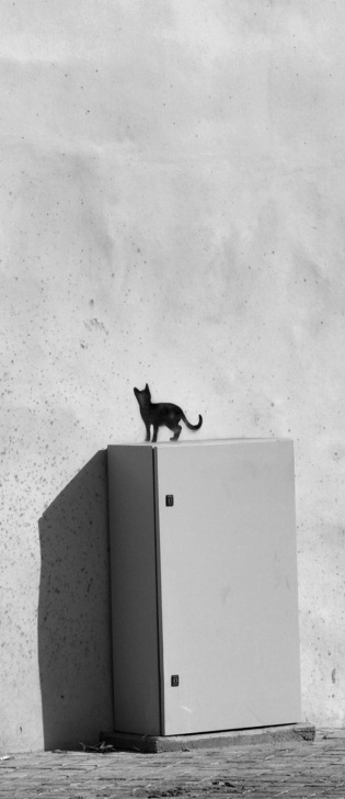 Excellent Cat Graffiti Stencil Lessons Cat Stencil ☆ @romeotees #nicosia #cyprus | Street Art | Street Art Photos