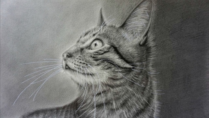 Excellent Cat Pencil Drawing Courses How To Draw A Realistic Cat With Pencil Step By Step Photos