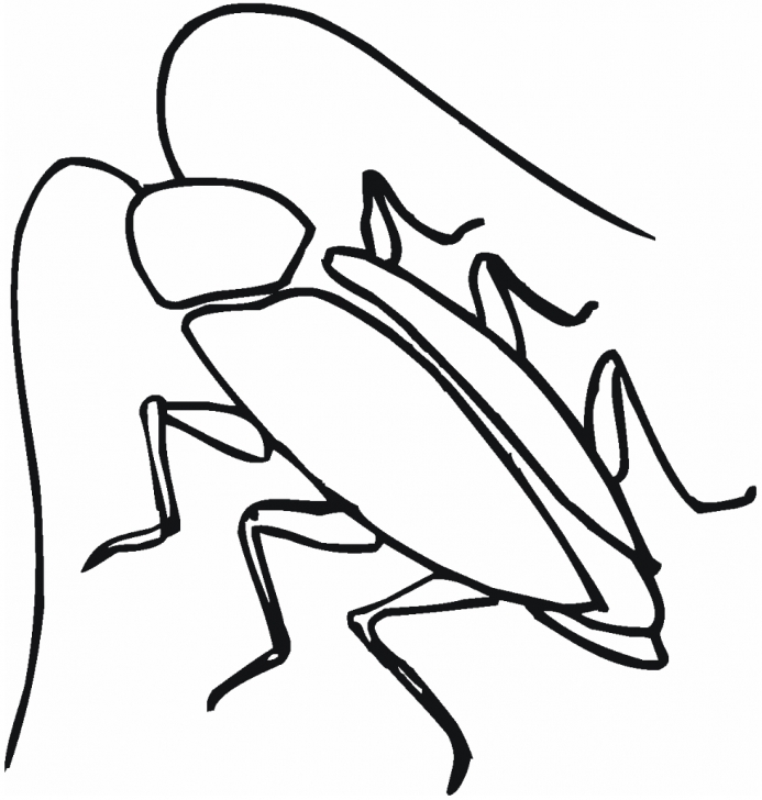 Excellent Cockroach Pencil Drawing Simple Sketches Of Cockroaches - Google Search | Sketch/story Board Photos