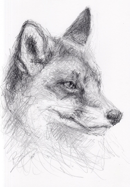 Excellent Fox Pencil Drawing Simple Original A4 Pencil Drawing Of A Fox By Animal Artist Belinda Elliott Pic