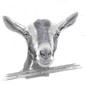 Goat Pencil Drawing