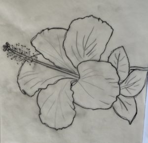 Excellent Hibiscus Flower Pencil Drawing Ideas 12 Fancy Hibiscus Flower Pencil Drawing Gallery - Flower Drawing Pics