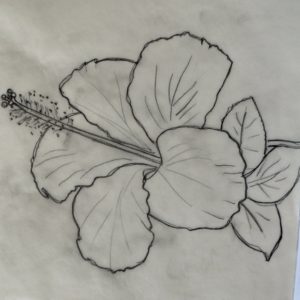 Hibiscus Flower Pencil Drawing