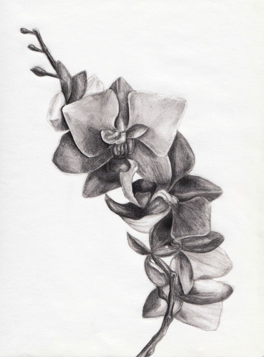 Excellent Orchid Pencil Drawing Techniques for Beginners Orchid Sketch | Sketching | Drawings, Pencil Drawings, Pencil Pic